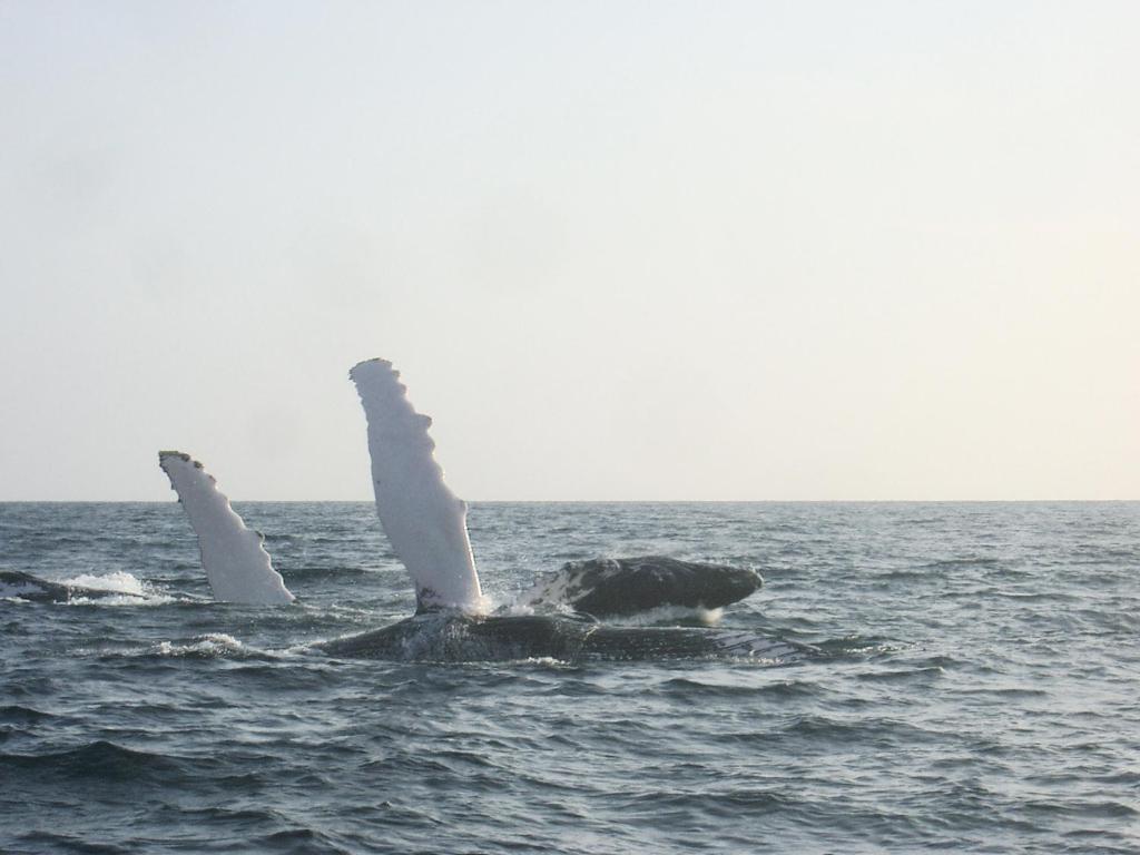 Hostal Humpback Internacional Puerto López エクステリア 写真